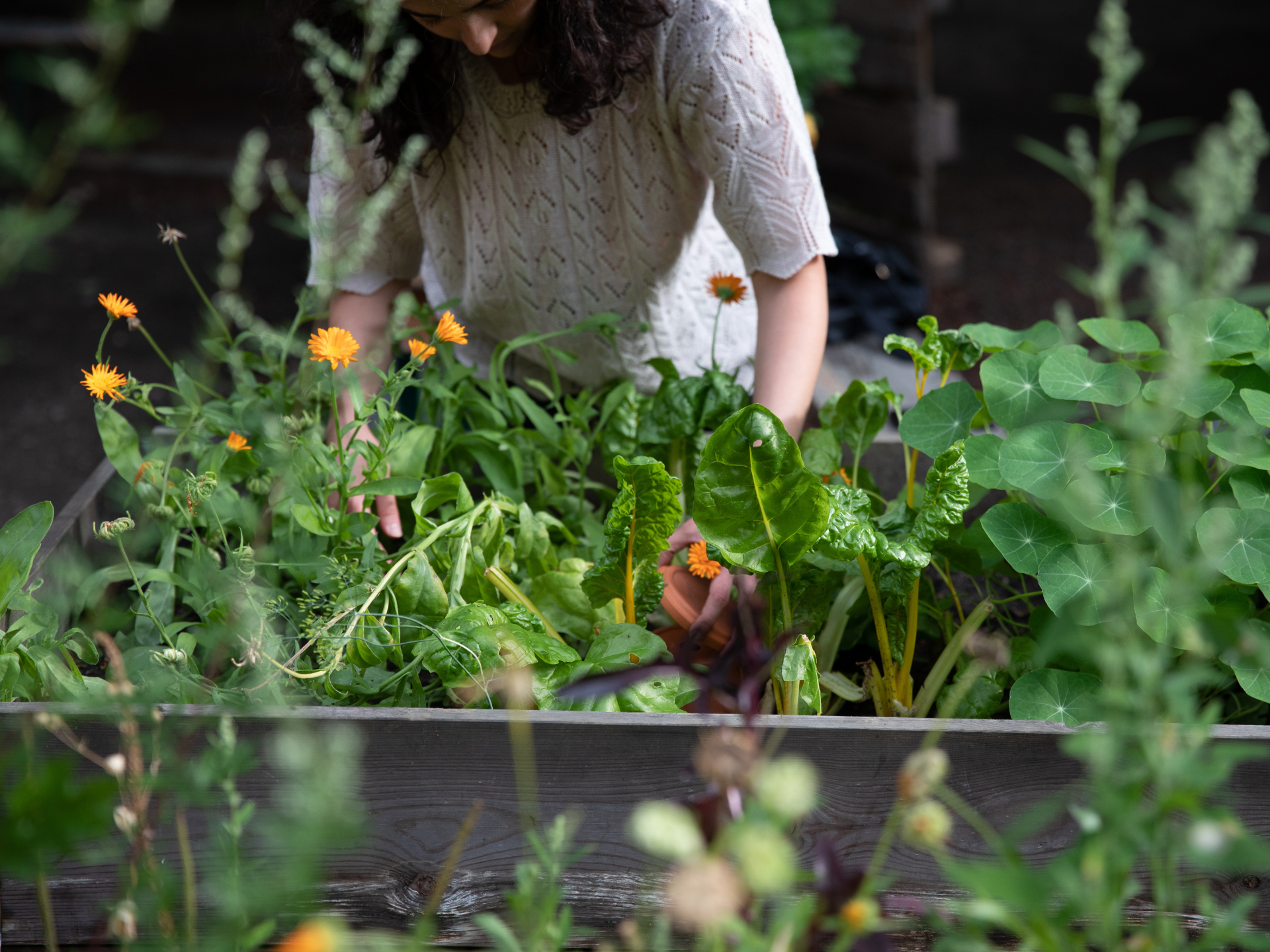 Call For Participants: Foraging And Guerilla Gardening Workshop